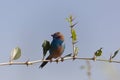 Red cheeked Cordonbleu Uraeginthus bengalus