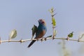 Red cheeked Cordonbleu Uraeginthus bengalus