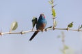 Red cheeked Cordonbleu Uraeginthus bengalus