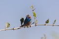 Red cheeked Cordonbleu Uraeginthus bengalus