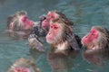 Red-cheeked monkey in a hot spring in Japan Royalty Free Stock Photo