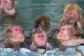Red-cheeked monkey in a hot spring in Japan Royalty Free Stock Photo