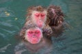 Red-cheeked monkey in a hot spring in Japan Royalty Free Stock Photo