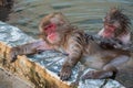 Red-cheeked monkey in a hot spring in Japan Royalty Free Stock Photo