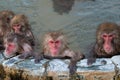 Red-cheeked monkey in a hot spring in Japan Royalty Free Stock Photo