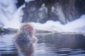 Red-cheeked monkey in a hot spring in Japan. Snow Monkey Japanese Macaques bathe in onsen hot springs of Nagano, Japan Royalty Free Stock Photo