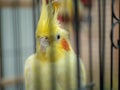 Close up of caged yellow lutino cockatiel beak