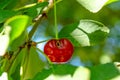 Red cheery with wormhole on the branch of a tree Royalty Free Stock Photo