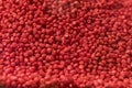 Red Chemically treated corn seed. Treated colorful corn seeds ready for planting. Science applied in agricultural industry for Royalty Free Stock Photo