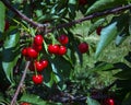 Red Cherries Royalty Free Stock Photo