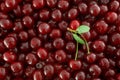 Red Cherries background