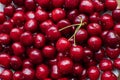 Red cherries background. Royalty Free Stock Photo