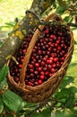 Red cherries in a basket