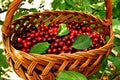 Red cherries in a basket