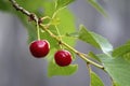 .red cherries on a branch Royalty Free Stock Photo