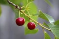 .red cherries on a branch Royalty Free Stock Photo