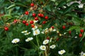 Red cherries on a branch against a background of green grass and white daisies. Harvesting. Nature in summer Royalty Free Stock Photo