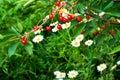 Red cherries on a branch against a background of green grass and white daisies. Harvesting. Nature in summer Royalty Free Stock Photo