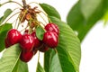 Red cherries on the branch in the orchard