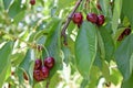 Red cherries branch