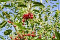 Red cherries on a branch on a sunny day. Royalty Free Stock Photo