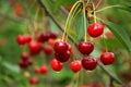 Red cherries on a branch Royalty Free Stock Photo