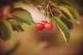 Red Cherries on Branches