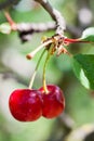 Red Cherries on Branches Royalty Free Stock Photo