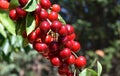 Red cherries on cherry tree in orchard for picking Royalty Free Stock Photo