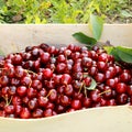 Red cherries in crate Royalty Free Stock Photo