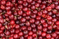 Red cherries fruit Royalty Free Stock Photo