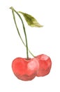 Red cherries fruit on white, watercolor painting