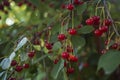 Red cherries in the garden. Cherry bunches close-up. Organic fruits in the garden. Cherry on a background of leaves Royalty Free Stock Photo