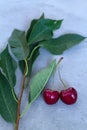Two red cherries with green leaves isolated on a grey concrete background Royalty Free Stock Photo