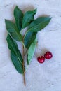 Two red cherries with green leaves isolated on a grey concrete background Royalty Free Stock Photo