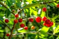 Red cherries growing on the branch of a tree Royalty Free Stock Photo