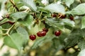 Ripe sour cherries hanging on a tree branch Royalty Free Stock Photo