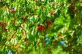 Red cherries growing on the tree in the sunshine