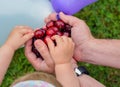 Red cherries in hand of the man and hands of child in the garden Royalty Free Stock Photo