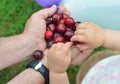 Red cherries in hand of the man and hands of child in the garden Royalty Free Stock Photo