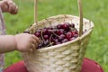 Red cherries in hands of child Royalty Free Stock Photo