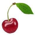 Red Cherries painting stye Illustration. cherry isolated on white background.