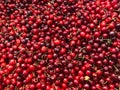Red Cherries - Market Stall Royalty Free Stock Photo