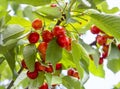 Red cherries Prunus avium on the branches of a tree in a garden in Greece