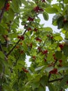 Red cherries Prunus avium on the branches of a tree in a garden in Greece