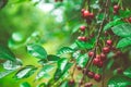 Ripe red cherries on cherry tree branches after the rain Royalty Free Stock Photo