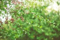 Ripe red cherries on cherry tree branches after the rain Royalty Free Stock Photo