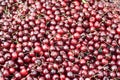 Red cherries for sale at farmers market Royalty Free Stock Photo