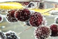 Red cherries in sparkling water. Bubbles around the cherries under water. Royalty Free Stock Photo