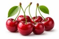 Red Cherries With Stems Glossy Surface Royalty Free Stock Photo